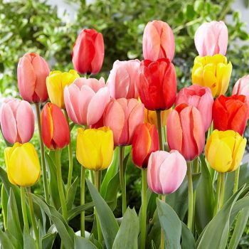 Lala - Tulipa darwin hybrid mix - pakovanje 5 lukovica