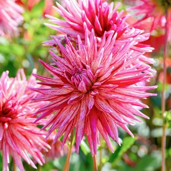 Dalija kaktus - Alain Mimoun - pakovanje 1 lukovica