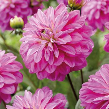 Dalija dekorativna - Candlelight Smokey Blaze - pakovanje 1 lukovica