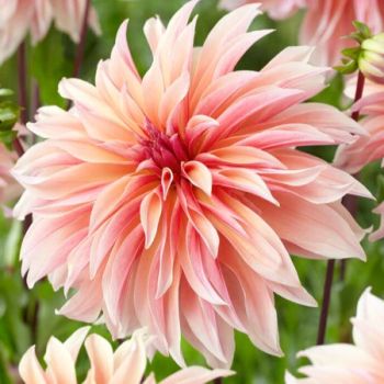 Dalija dekorativna - Labyrinth - pakovanje 1 lukovica