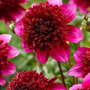 Dalija - The Phantom - pakovanje 1 lukovica