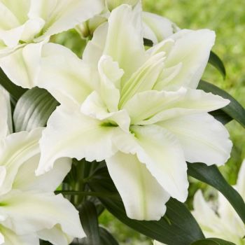 Ljiljan dupli - Roselily Aisha - pakovanje 1 lukovica