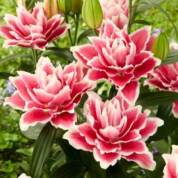 Ljiljan dupli - Roselily Samantha - pakovanje 1 lukovica