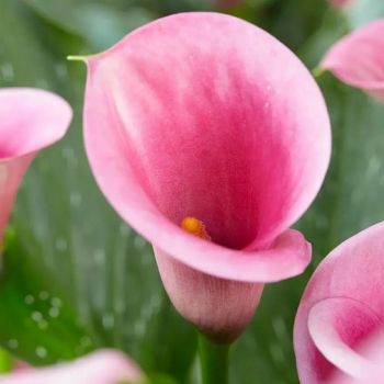 Kala - Captain Violetta - pakovanje 1 lukovica