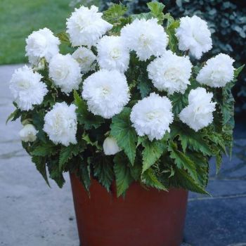 Begonia - Fimbriata White - pakovanje 3 lukovice