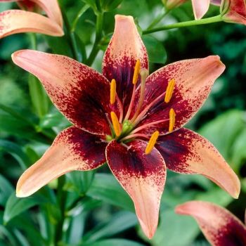 Ljiljan azijski - Whistler - pakovanje 3 lukovice