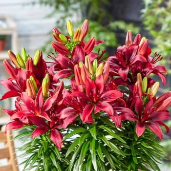 Ljiljan - Happy Love - pakovanje 3 lukovice