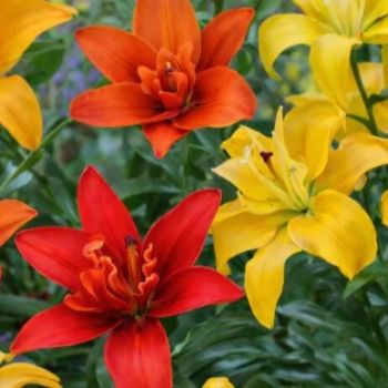 Ljiljan - Asiatic Mixed - pakovanje 3 lukovice