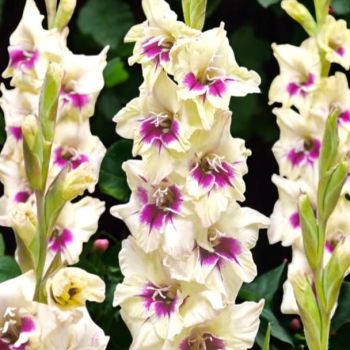 Gladiola krupnocvetna - Amber Mistique - pakovanje 7 lukovica