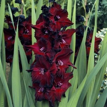 Gladiola krupnocvetna - Espresso - pakovanje 7 lukovica