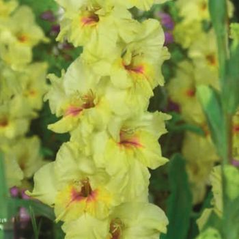 Gladiola krupnocvetna - Maxial - pakovanje 7 lukovica