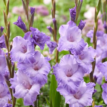 Gladiola krupnocvetna - Milka - pakovanje 7 lukovica