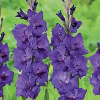 Gladiola krupnocvetna - Purple Flora - pakovanje 7 lukovica