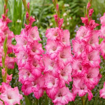 Gladiola krupnocvetna - Violet King - pakovanje 7 lukovica