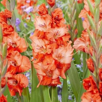 Gladiola talasasta - Flaming Sunset - pakovanje 7 lukovica
