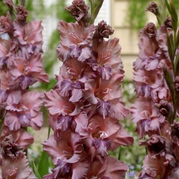 Gladiola talasasta - Rusty Chesnut - pakovanje 7 lukovica