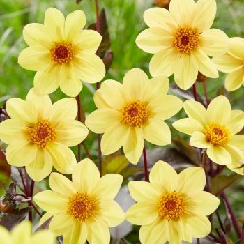 Dalija - Happy Single Yellow - pakovanje 1 lukovica