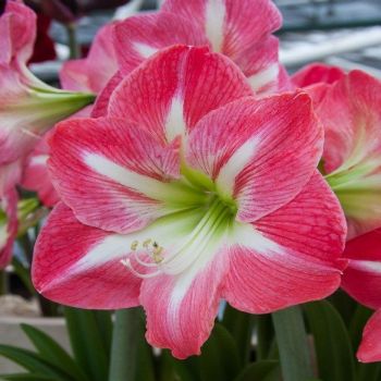 Amarilis - Exposure - pakovanje 1 lukovica