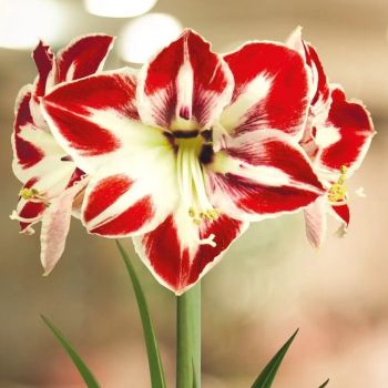 Amarilis - Amorita® Esus - pakovanje 1 lukovica