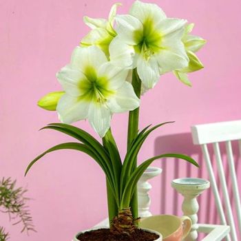 Amarilis - Antarctica - pakovanje 1 lukovica