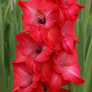 Gladiola krupnocvetna - Cassis - pakovanje 7 lukovica