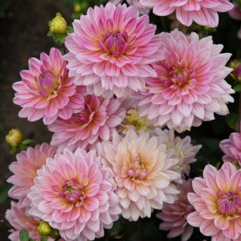 Colour Your Garden - Dahlia Pink - pakovanje 1 lukovica