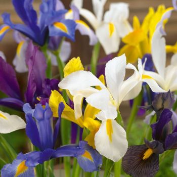 Colour Your Garden - Iris Mix - pakovanje 10 lukovica