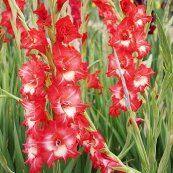 Colour Your Garden - Gladiolus Crvena - pakovanje 5 lukovica