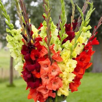 Colour Your Garden - Gladiolus Mix - crvena, narandžasta, žuta - pakovanje 10 lukovica