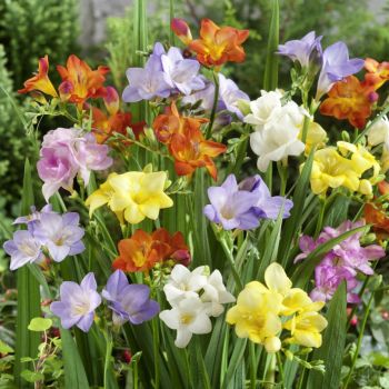 Colour Your Garden - Freesia Mix - pakovanje 10 lukovica