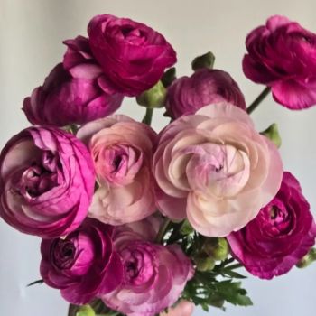 Colour Your Garden - Ranunculus Mix - pakovanje 10 lukovica