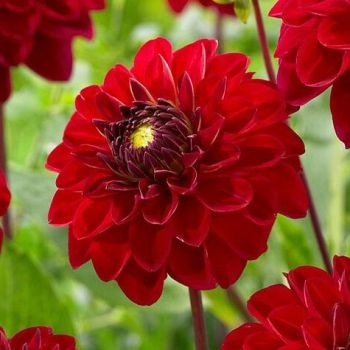 Colour Your Garden - Dahlia Crvena - pakovanje 1 lukovica