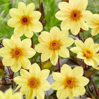 Colour Your Garden - Dahlia Žuta - pakovanje 1 lukovica