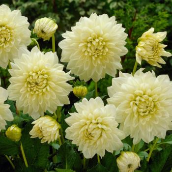 Colour Your Garden - Dahlia Bela - pakovanje 1 lukovica