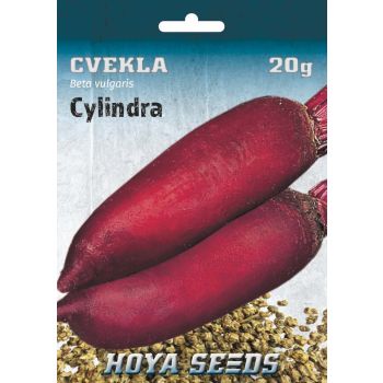 Cvekla Cylindra - Beta vulgaris