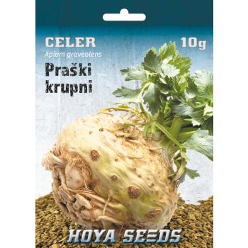 Celer praški krupni - Apium graveolens