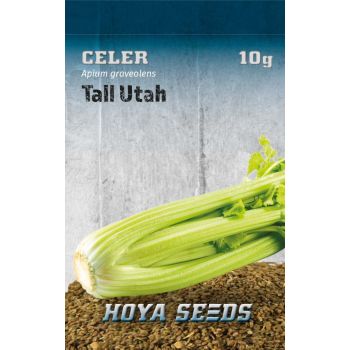 Celer Tall Utah - Apium graveoles