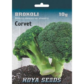 Brokoli Corvet - Brassica oleracea var. silvestris