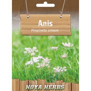 Anis - Impinella anisum