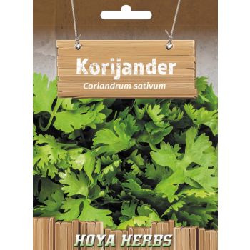 Korijander - Coriandrum sativum