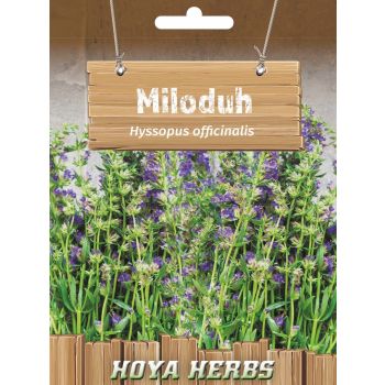 Miloduh - Hyssopus officinalis