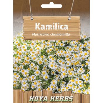 Kamilica - Matricaria chamomilla