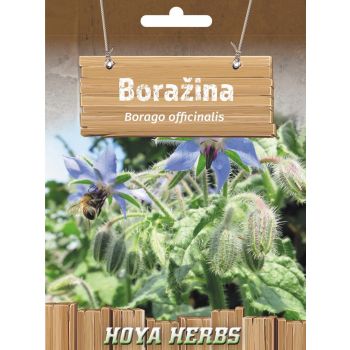 Boražina - Borago officinalis