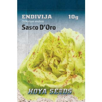 Endivija Sasco D' Oro - Cichorium endivia