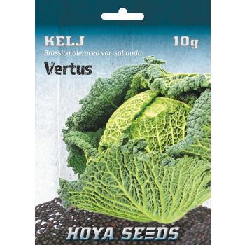 Kelj vertus - Brassica oleracea var. sabauda