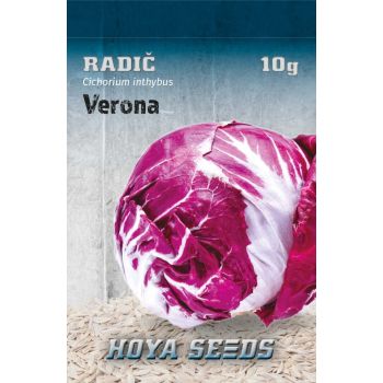 Radič verona - Cichorium inthybus