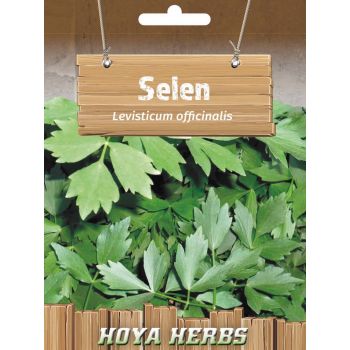 Selen - Levisticum officinalis