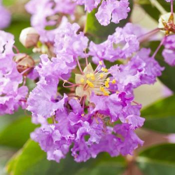 Lagerstroemia indica 'Violet Filli' - C5L - 40/60 cm