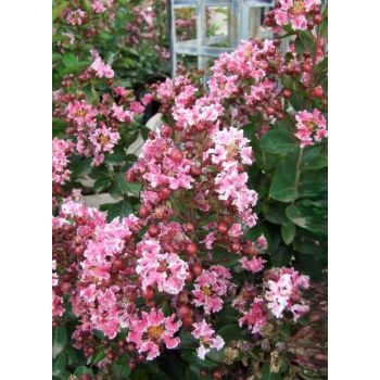 Lagerstroemia indica 'Berlingot Menthe' - C3L - 40/60 cm