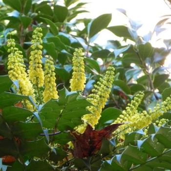 Mahonia media 'Charity' - C10L - 60/80 cm